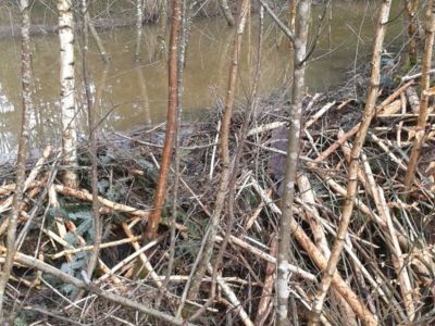 Biberdamm in einem Wald im Landkreis Ansbach